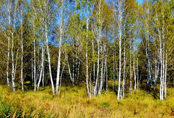 Etudi autunnali — Foto Stock