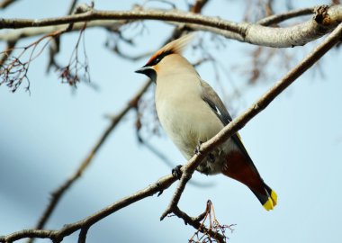 beslenme üzerinde waxwings