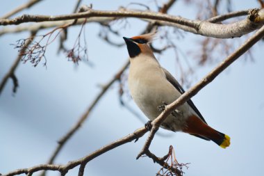 beslenme üzerinde waxwings