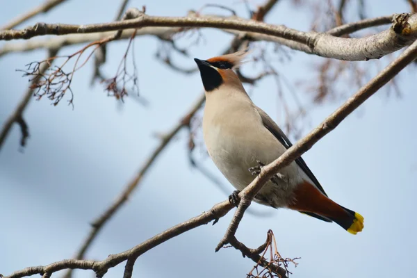 Ailes de cire sur l'alimentation — Photo