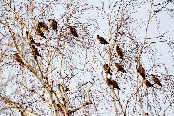 Waxwings on feeding — Stock Photo, Image