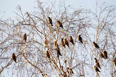 beslenme üzerinde waxwings