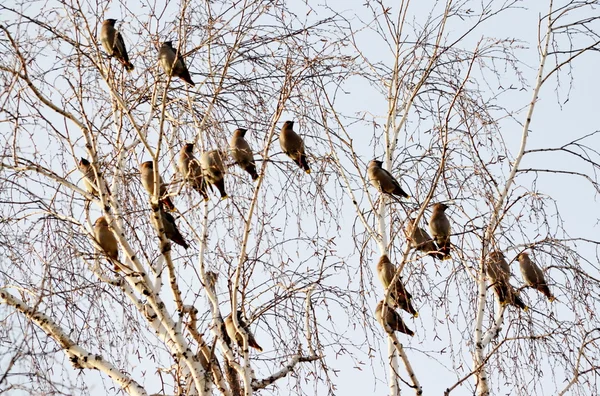 Waxwings on feeding — Stock Photo, Image