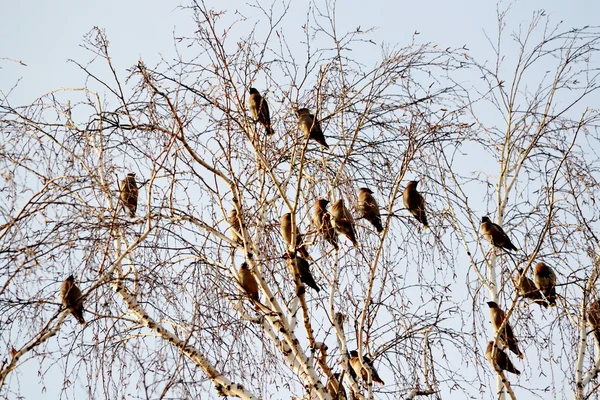 Waxwings op het vervoederen aan — Stockfoto