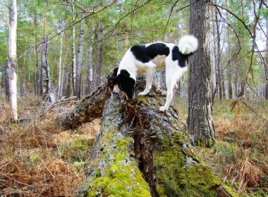 Husky arkasında çalışma