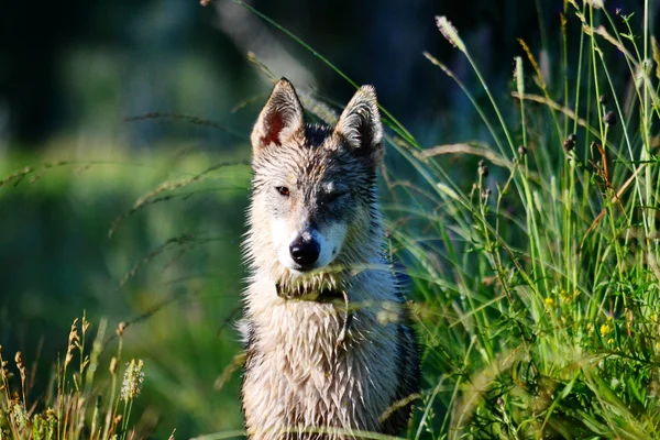 Ohotnichii hundar — Stockfoto