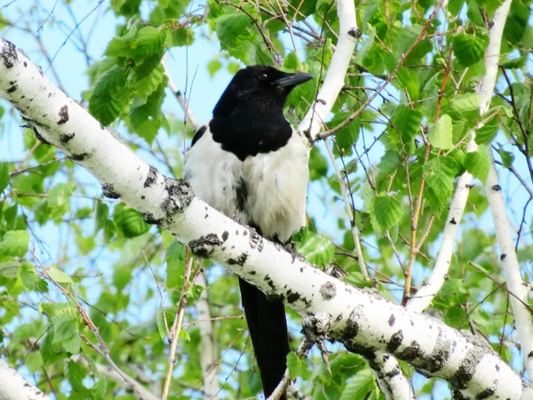 Steepe kuşları — Stok fotoğraf
