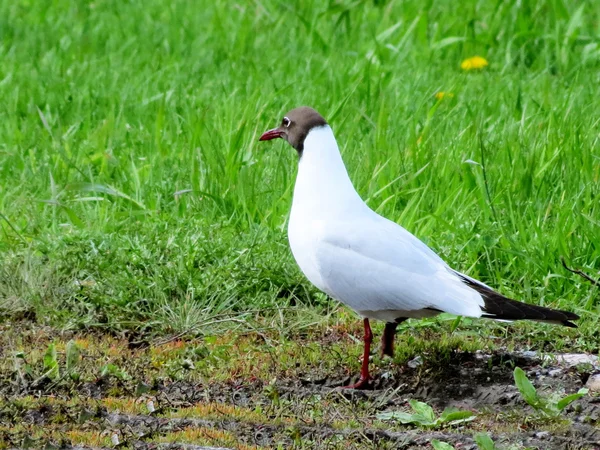 Steepe birds — Stock Photo, Image