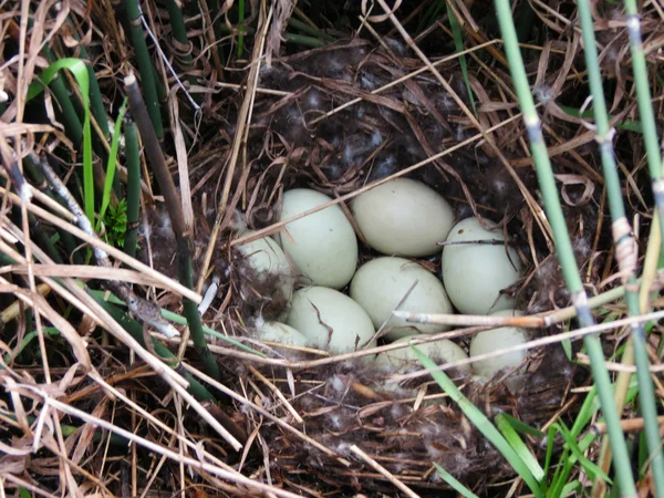 Steepe vogels — Stockfoto