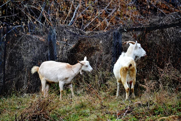 Animais domésticos — Fotografia de Stock