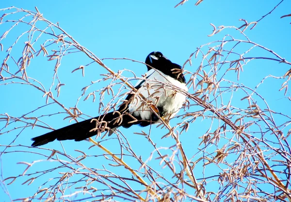 Steepe 새 들 — 스톡 사진