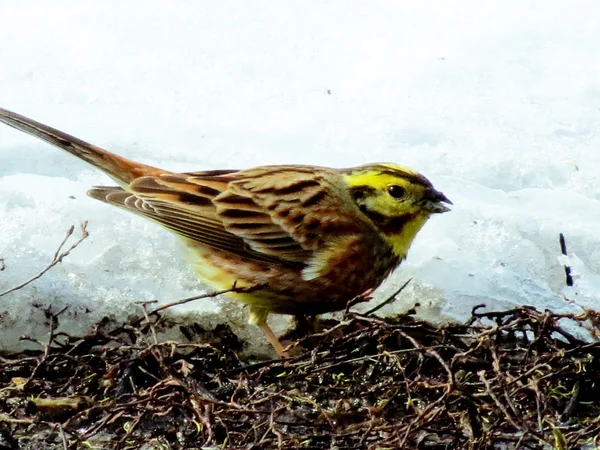 Steepe birds — Stock Photo, Image