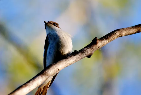 Steepe vogels — Stockfoto