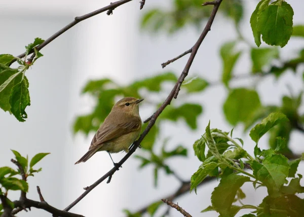 Steepe birds — Stock Photo, Image