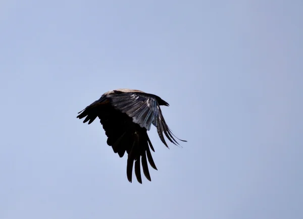 Steepe birds — Stock Photo, Image