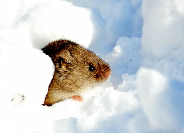 Small animals — Stock Photo, Image