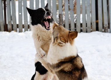 ohotnichii köpekler