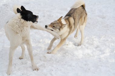 ohotnichii köpekler