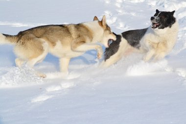 ohotnichii köpekler