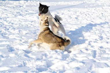 ohotnichii köpekler