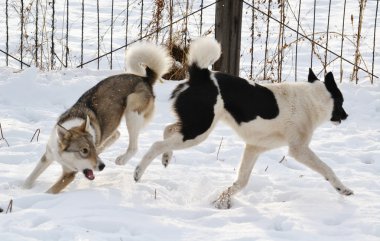 ohotnichii köpekler