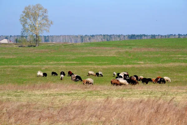 Huis dieren — Stockfoto