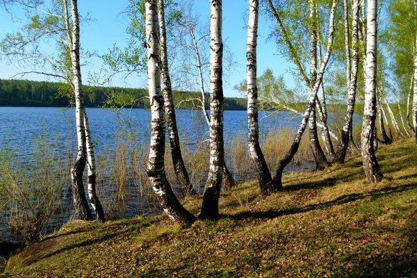 Springtime i stäppen — Stockfoto