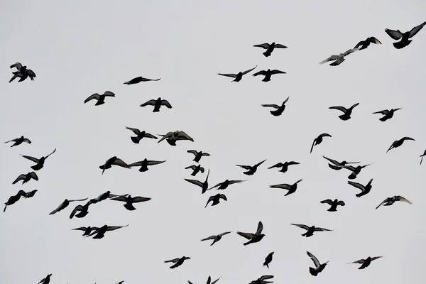Steepe birds — Stock Photo, Image
