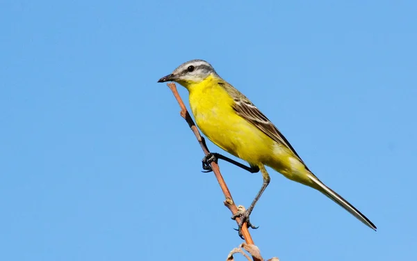 Aves empinadas —  Fotos de Stock