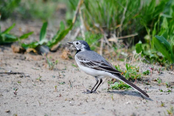 Steppe Altaya Lives Much Miscellaneouses Type Birds — Stock Photo, Image