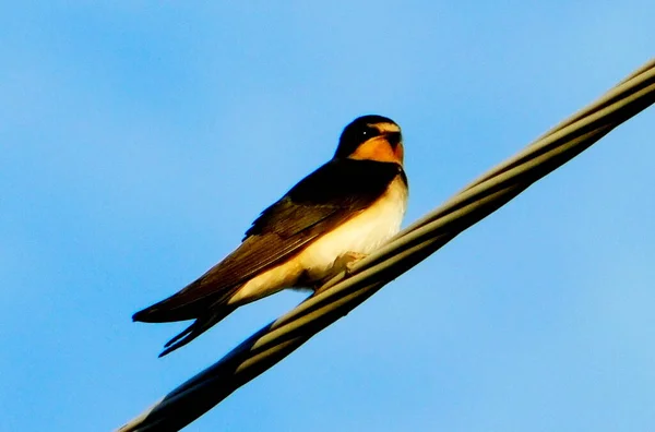 Dans Steppe Altaya Vit Beaucoup Oiseaux Type Maisons Diverses — Photo