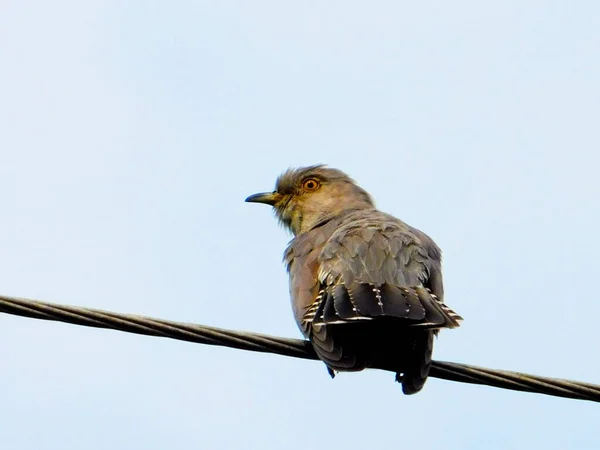 Bozkırda Altaya Çok Çeşitli Kuşlar Yaşar — Stok fotoğraf