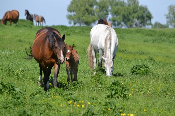 Animali domestici — Foto Stock