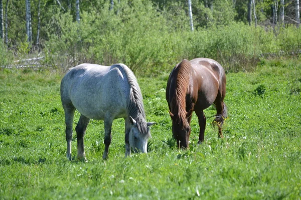 Hem-djur — Stockfoto