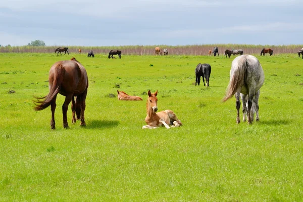 Animais domésticos — Fotografia de Stock