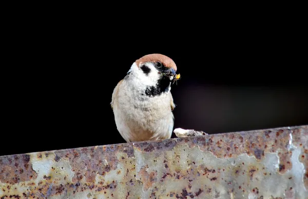 Aves da estepe — Fotografia de Stock