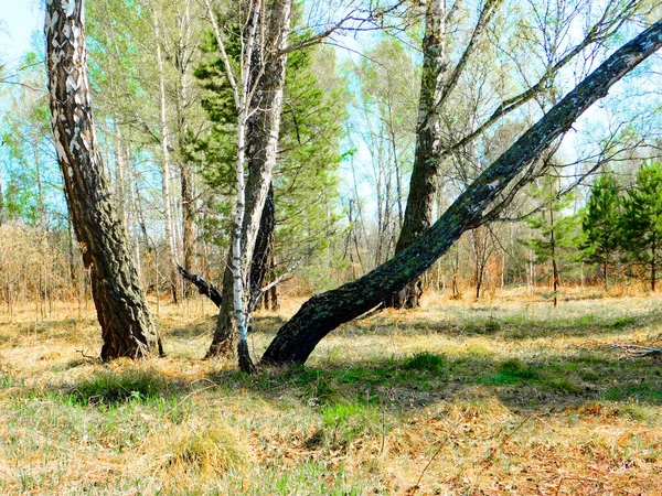 Nature Altaya Pleases Eye Artist Travellier — Stock Photo, Image