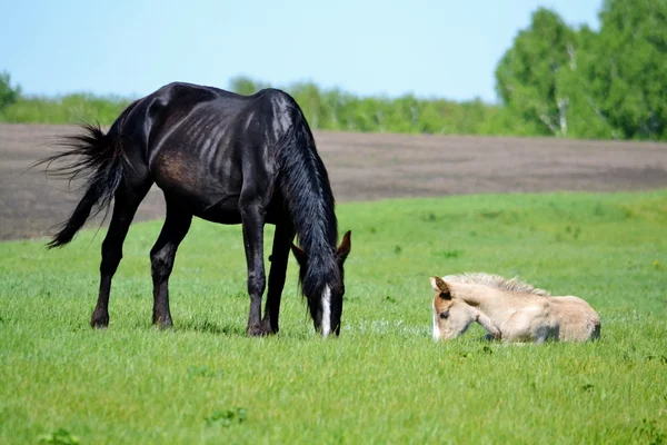 Animali domestici — Foto Stock