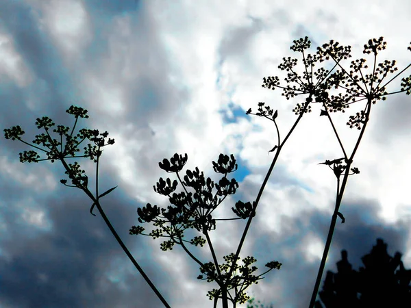 Zróżnicowana Flora Altaya Cieszy Oko Fotografa Drewnie Stepie — Zdjęcie stockowe