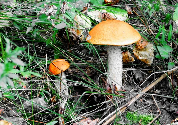 Landschappen Hout Steppen Altaya Gelieve Oog Van Kunstenaar — Stockfoto