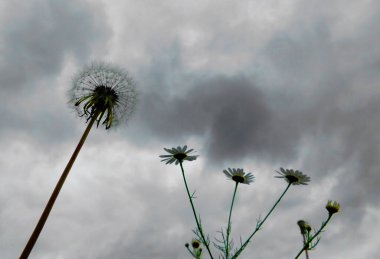  Çeşitli bitki örtüleri Altaya, fotoğrafçıyı ağaçlar ve bozkırlar içinde mutlu eder.