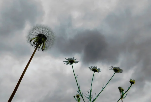 Flore Variée Altaya Plaît Oeil Photographe Dans Bois Steppe — Photo