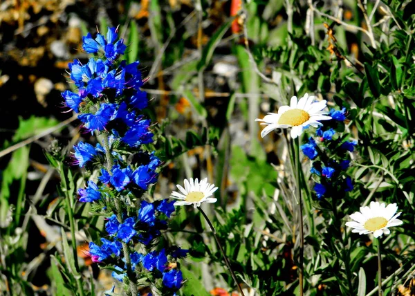 Vielfältige Flora Altaya Erfreut Auge Des Fotografen Wald Und Steppe — Stockfoto