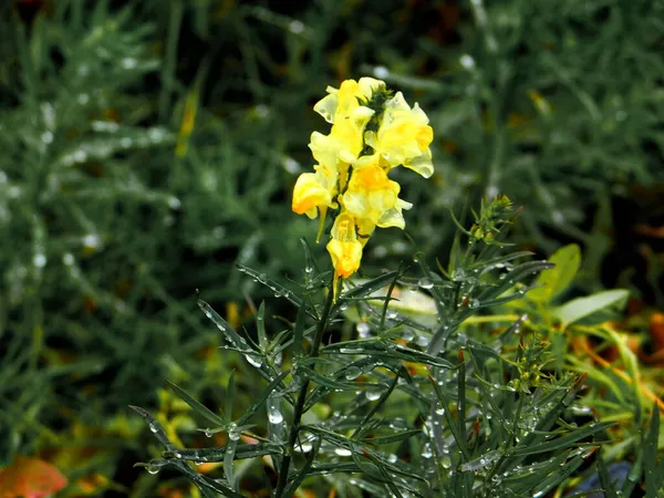 不同的植物Altaya在树林和草原上取悦摄影师的眼睛 — 图库照片