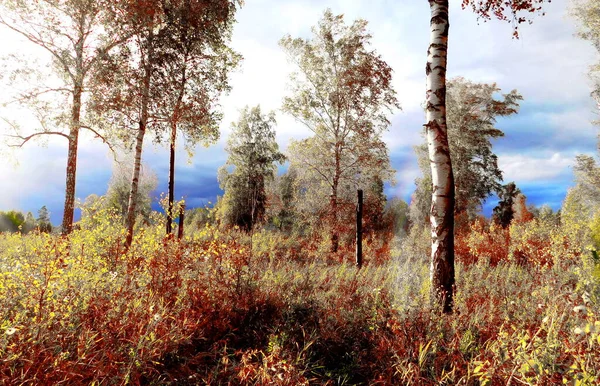 Paesaggi Legno Steppe Altaya Favore Occhio Dell Artista — Foto Stock