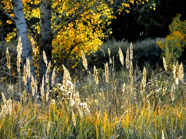 Landscapes Wood Steppes Altaya Please Eye Artist — Stock Photo, Image