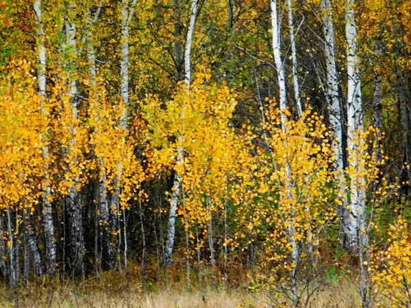 Paysages Bois Steppes Altaya Vous Plaît Oeil Artiste — Photo