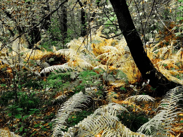 Krajina Dřevo Stepi Altaya Prosím Oko Umělce — Stock fotografie