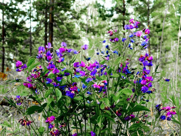 Flore Variée Altaya Plaît Oeil Photographe Dans Bois Steppe — Photo