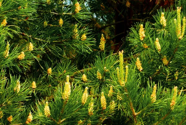 Zróżnicowana Flora Altaya Cieszy Oko Fotografa Drewnie Stepie — Zdjęcie stockowe
